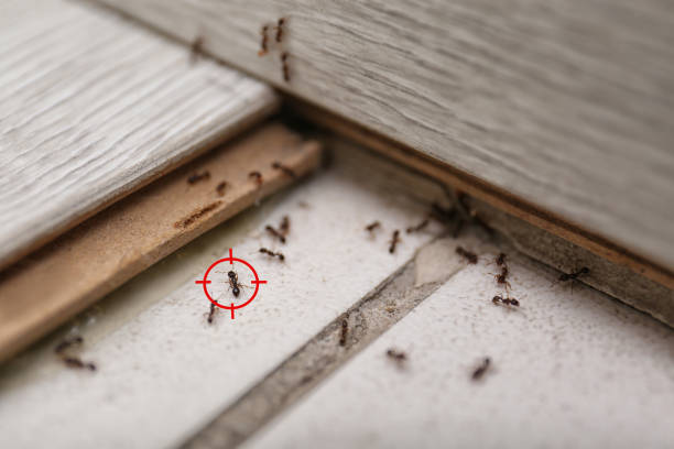 Best Best Pest Control Companies  in Ferry Pass, FL