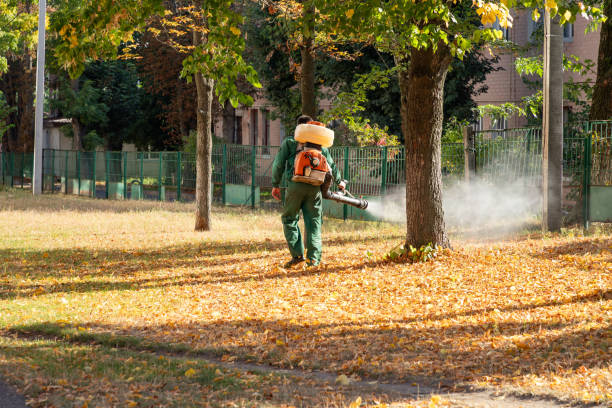 Best Flea Control Services  in Ferry Pass, FL