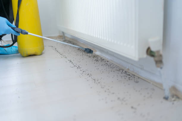 Wasp Removal Services in Ferry Pass, FL