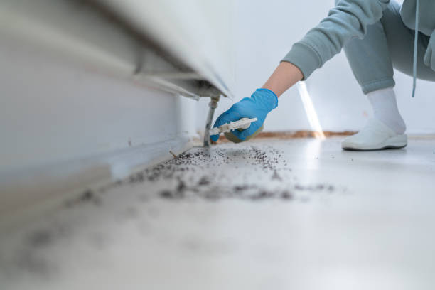 Best Affordable Pest Control Services  in Ferry Pass, FL
