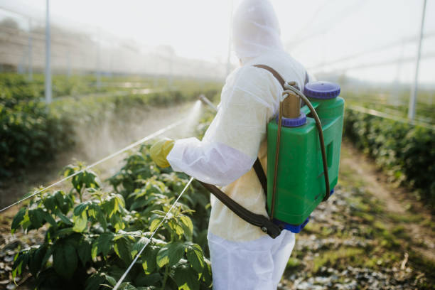 Best Pest Inspection Near Me  in Ferry Pass, FL